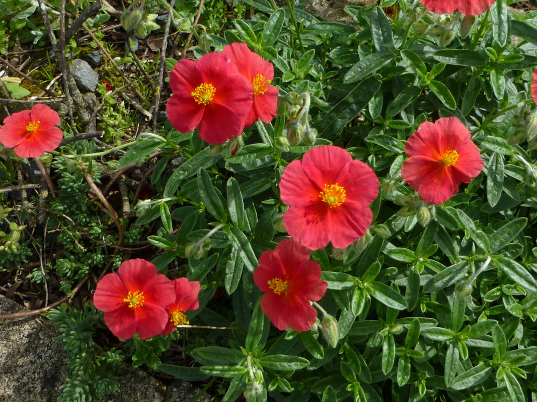 Helianthemum 'Red Dragon' photo
